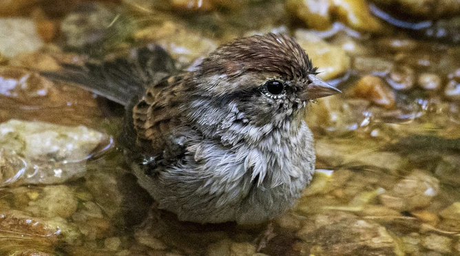 A Chipping Sparrow at Lake Lynn in Raleigh